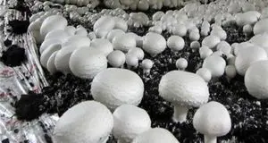 دلیل کاهش ۵۰ درصدی توزیع قارچ اعلام شد