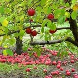 کاهش ۲۵ درصدی برداشت سیب در مهاباد / خسارت تندباد و سرمازندگی به باغات