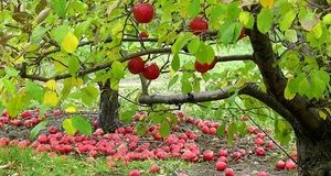 کاهش ۲۵ درصدی برداشت سیب در مهاباد / خسارت تندباد و سرمازندگی به باغات