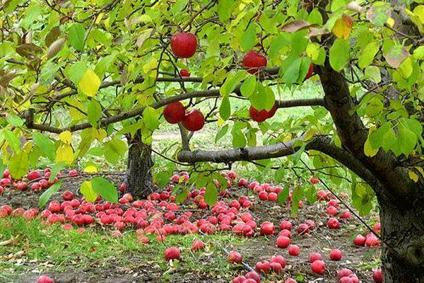 کاهش ۲۵ درصدی برداشت سیب در مهاباد / خسارت تندباد و سرمازندگی به باغات