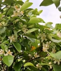 جشنواره بهارنارنج و آلوچه دونه‌سری در شهرستان بابل برگزار می‌شود