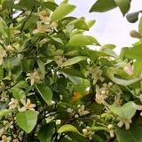 جشنواره بهارنارنج و آلوچه دونه‌سری در شهرستان بابل برگزار می‌شود