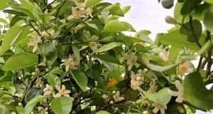 جشنواره بهارنارنج و آلوچه دونه‌سری در شهرستان بابل برگزار می‌شود