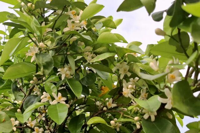 جشنواره بهارنارنج و آلوچه دونه‌سری در شهرستان بابل برگزار می‌شود