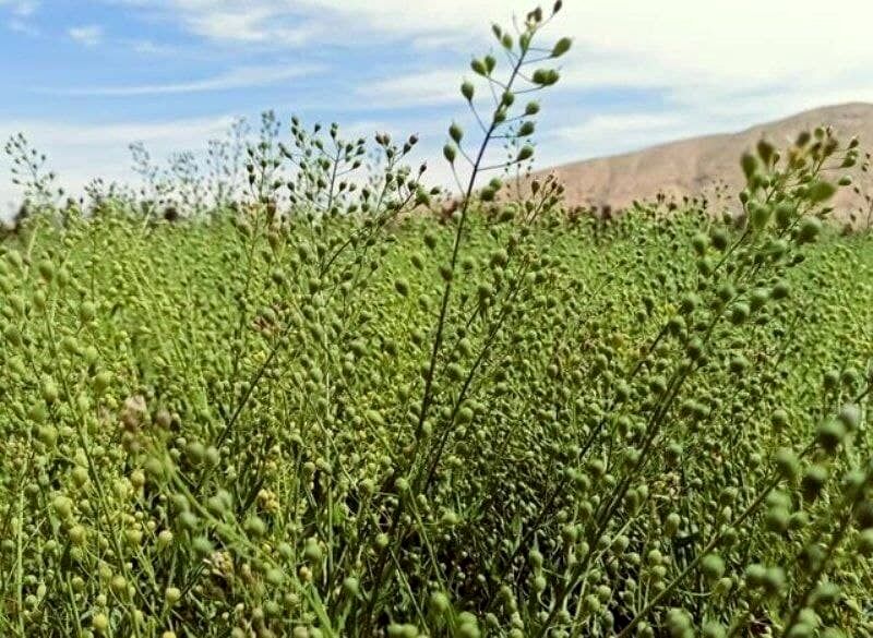 خرید تضمینی ۹۸۶ تن دانه روغنی کاملینا در استان خراسان شمالی