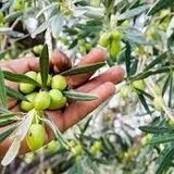 پیش‌بینی برداشت ۱۵ هزارتن دانه زیتون در استان قزوین