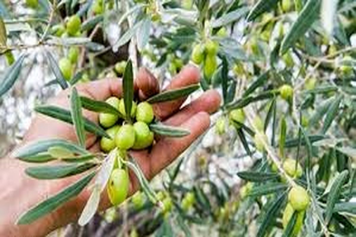 پیشبینی برداشت ۱۵ هزارتن دانه زیتون در استان قزوین