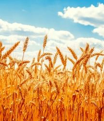 پرداخت نزدیک به ۱۵ هزار میلیارد تومان بابت خرید تضمینی گندم