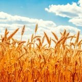 پرداخت نزدیک به ۱۵ هزار میلیارد تومان بابت خرید تضمینی گندم