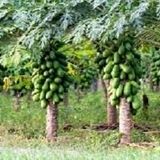 توسعه باغات استوایی شهرستان سرباز در حال انجام است