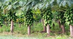 توسعه باغات استوایی شهرستان سرباز در حال انجام است