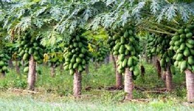 توسعه باغات استوایی شهرستان سرباز در حال انجام است