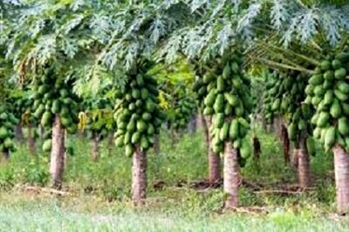 توسعه باغات استوایی شهرستان سرباز در حال انجام است