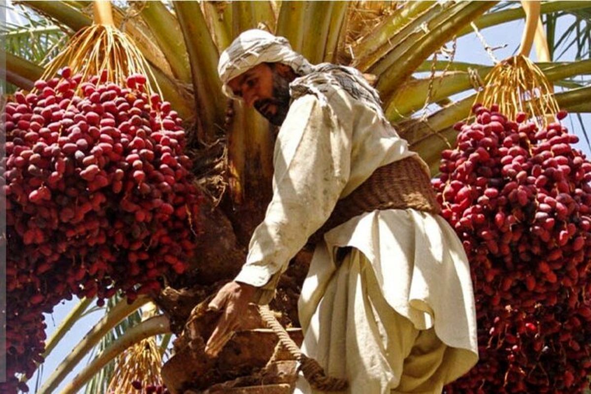 برداشت بیش از ۲۵ هزار تن خرما در آبادان