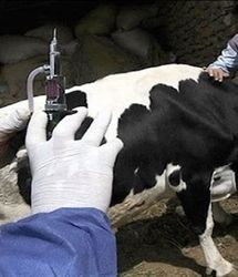 تلف شدن ۲ هزار و دویست راس بدلیل تب برفکی