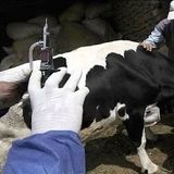 تلف شدن ۲ هزار و دویست راس بدلیل تب برفکی