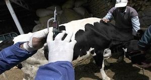 تلف شدن ۲ هزار و دویست راس بدلیل تب برفکی