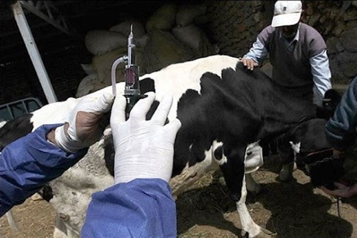 تلف شدن ۲ هزار و دویست راس بدلیل تب برفکی