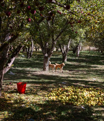 تولید سالانه نیم میلیون تن سیب در استان آذربایجان‌غربی