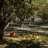 تولید سالانه نیم میلیون تن سیب در استان آذربایجانغربی