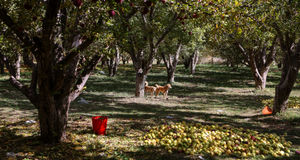 تولید سالانه نیم میلیون تن سیب در استان آذربایجان‌غربی
