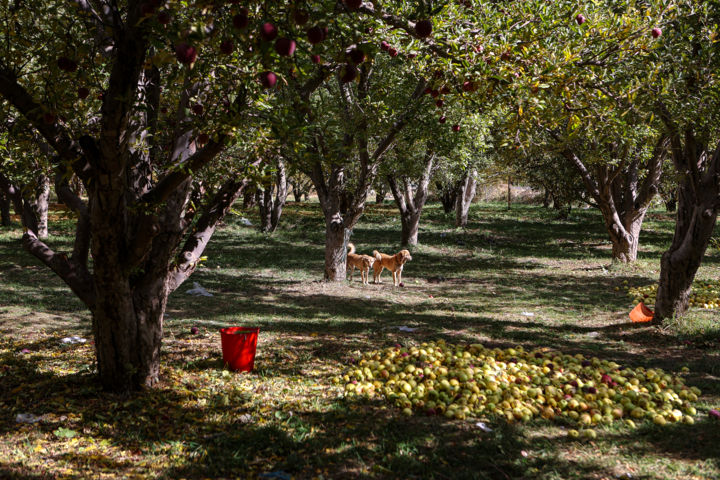 تولید سالانه نیم میلیون تن سیب در استان آذربایجان‌غربی