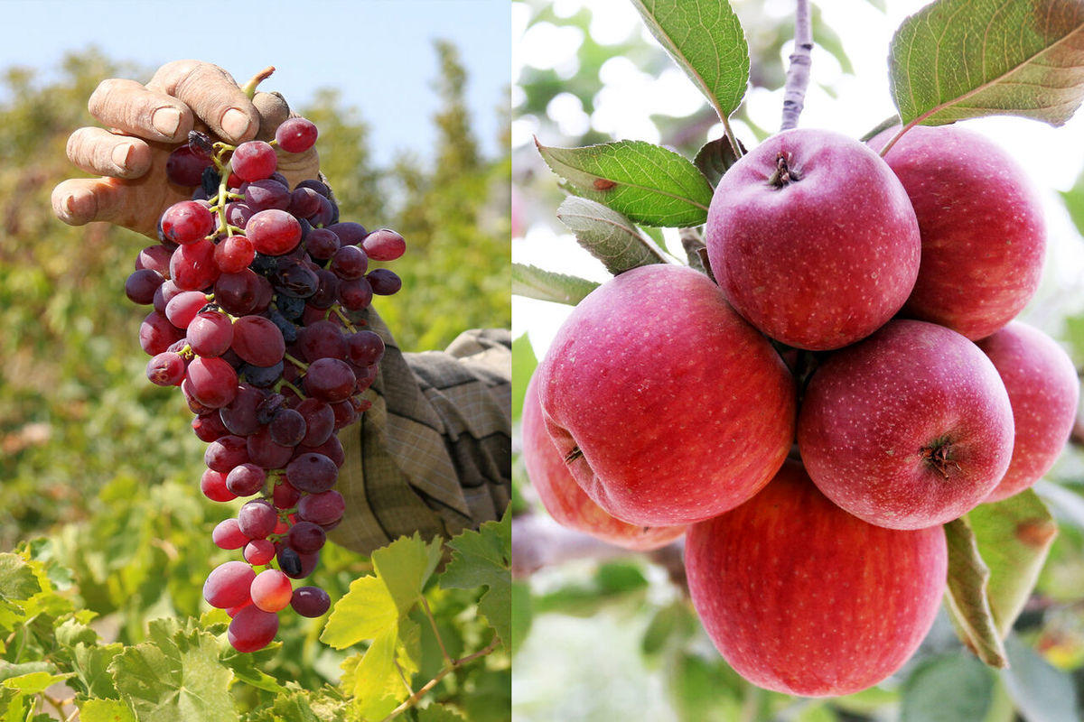 مشگین شهر میزبان جشنواره ملی انگور و سیب