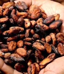 قیمت جهانی کاکائو کاهش یافت
