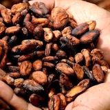 قیمت جهانی کاکائو کاهش یافت