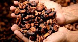 قیمت جهانی کاکائو کاهش یافت