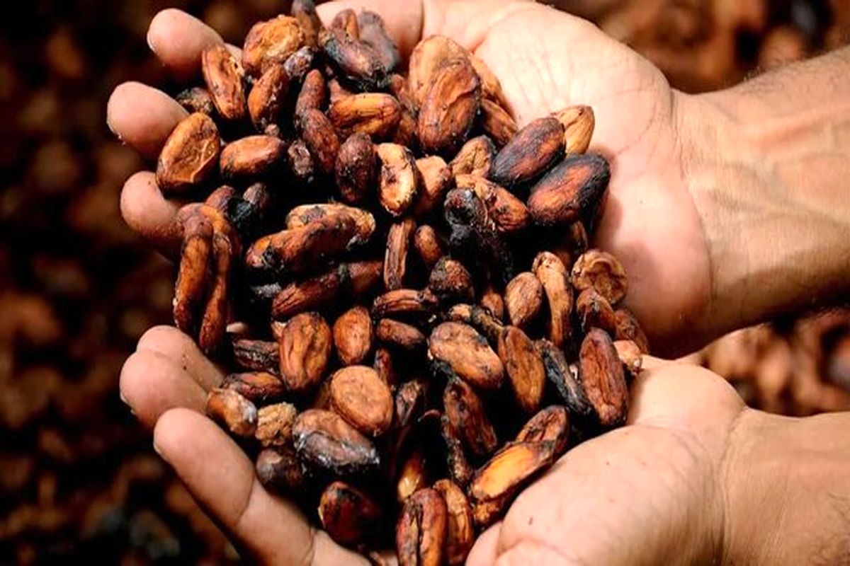 قیمت جهانی کاکائو کاهش یافت