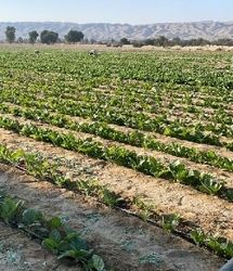 پیش بینی برداشت ۴۵۰ تن تنباکو در پارسیان