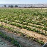 پیش بینی برداشت ۴۵۰ تن تنباکو در پارسیان