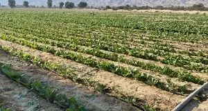 پیش بینی برداشت ۴۵۰ تن تنباکو در پارسیان