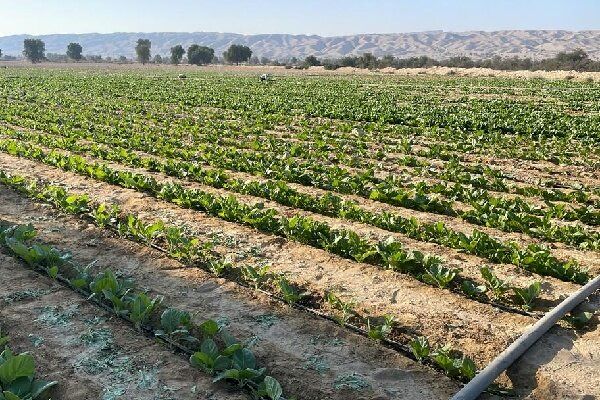 پیش بینی برداشت ۴۵۰ تن تنباکو در پارسیان