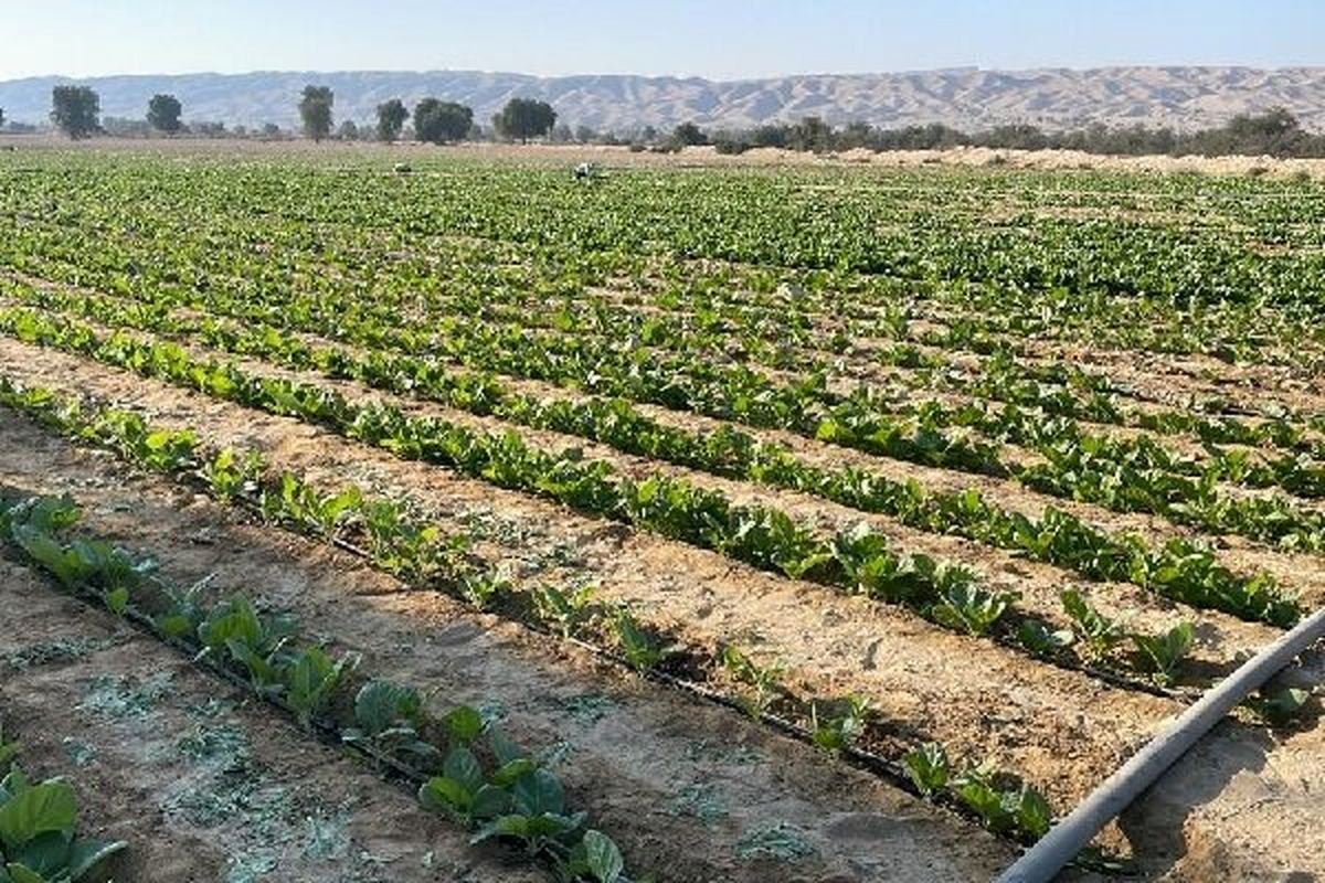 پیش بینی برداشت ۴۵۰ تن تنباکو در پارسیان