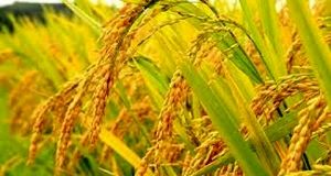برداشت ۴۰ هزار تن محصول راتون در استان گیلان