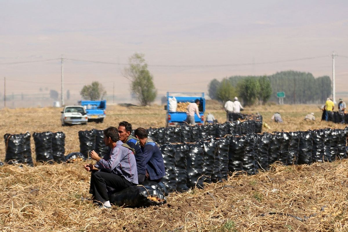 هزاران تن سیب زمینی کشاورزان گلستانی روی دستشان ماند