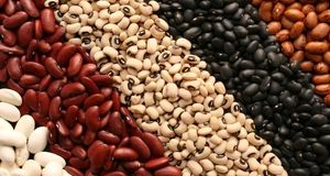 تولید نزدیک به ۶۵۰ هزار تن انواع حبوبات در کشور
