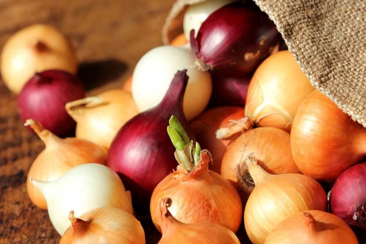 آغاز خرید تضمینی پیاز در دو شهرستان جیرفت و عنبرآباد