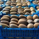 صادرات ۷۵۰ محموله کیوی و نارنگی از استان مازندران به کشورهای خارجی