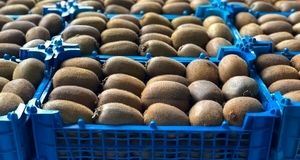 صادرات ۷۵۰ محموله کیوی و نارنگی از استان مازندران به کشورهای خارجی