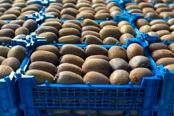 پیش‌بینی تولید ۲۲۰ هزار تن کیوی در استان گیلان / نیمی از محصول صادر خواهدشد