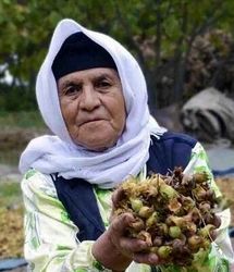 ثبت ۲ جشن خرمن و برداشت فندق شهرستان نور در لیست رویدادهای گردشگری