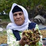 ثبت ۲ جشن خرمن و برداشت فندق شهرستان نور در لیست رویدادهای گردشگری