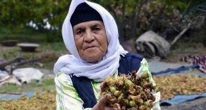 ثبت ۲ جشن خرمن و برداشت فندق شهرستان نور در لیست رویدادهای گردشگری 