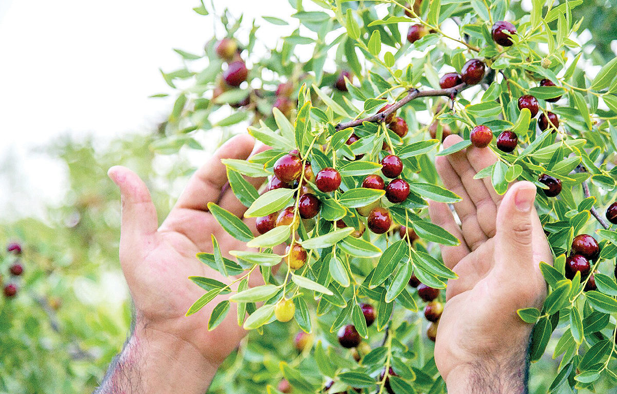 جشنواره استانی عناب در بیرجند برگزار می‌شود