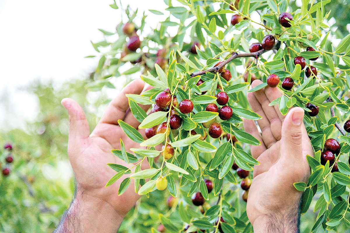 جشنواره استانی عناب در بیرجند برگزار می‌شود