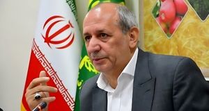 تولید ۹۹ درصد لپه کشور در شهرستان آذرشهر 