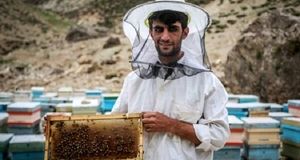 افزایش تولید عسل در استان سمنان به ۳۸۵ تن